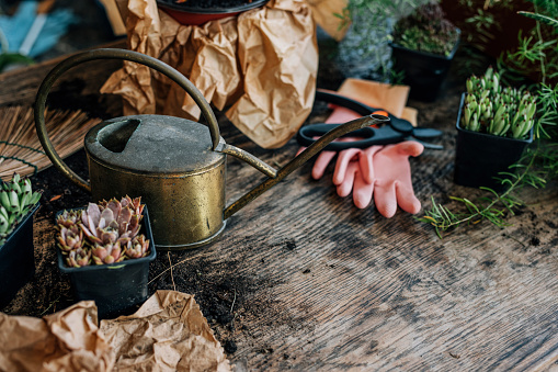 Few succulent plants, gardening equipment and bucket of water on a wooden desk in workshop