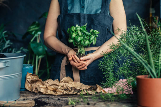 istock Unrecognizable Woman Gardener Holding Fresh Basil Ready for Plating 1330109210