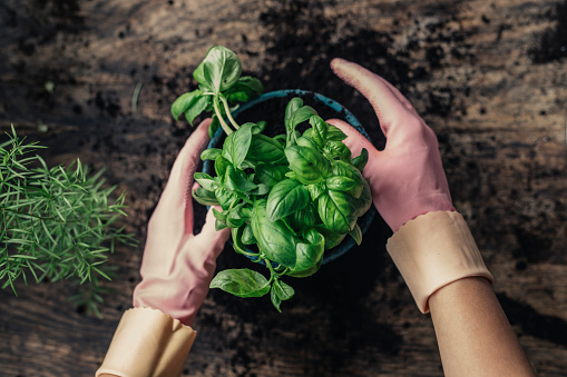 Directly above photo of woman hands in pink protective gloves planting fresh basil into a pot on a wooden table