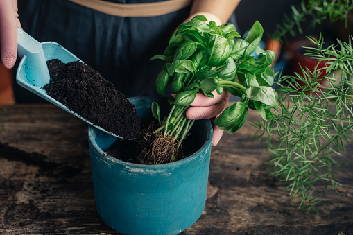 Close up photo of woman hands putting soil and fresh basil into a blue flower pot