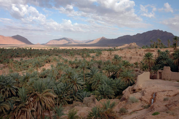 istock Palm grove of  Figuig in Morocco 1330109338