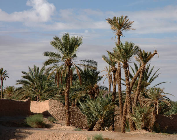istock Palm grove of  Figuig in Morocco 1330110721
