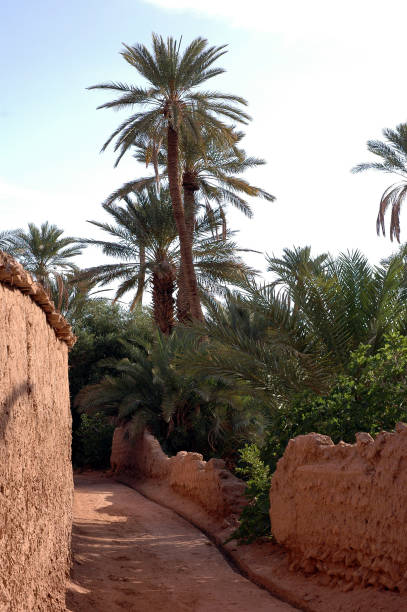 istock Palm grove of  Figuig in Morocco 1330110751