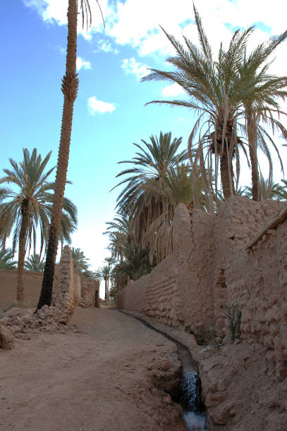 istock Palm grove of  Figuig in Morocco 1330110805