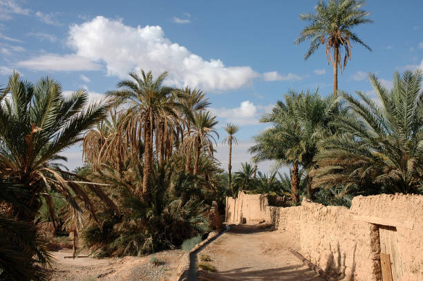 istock Palm grove of  Figuig in Morocco 1330111506