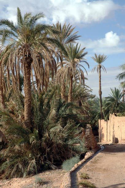 istock Palm grove of  Figuig in Morocco 1330111530