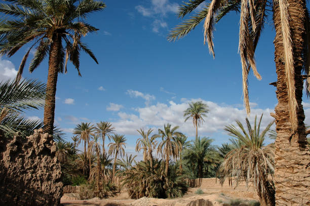 istock Palm grove of  Figuig in Morocco 1330111536