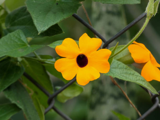 istock Flowers growing on the fence 1330111547