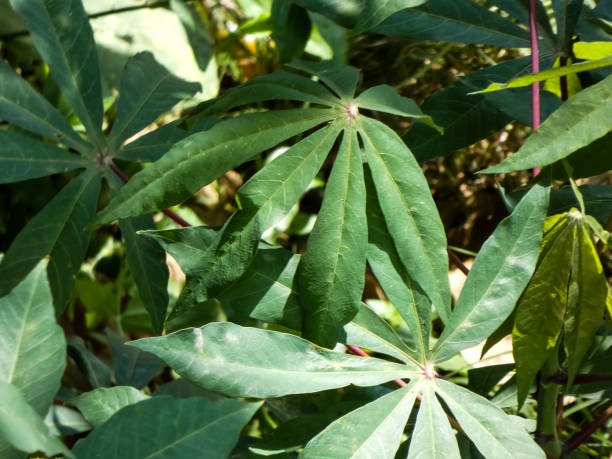 istock Shrub with palmate leaves 1330111548