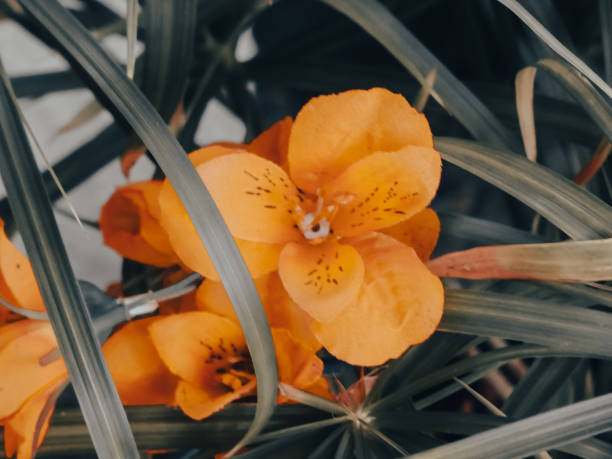 Orange flowers among tall grass stock photo