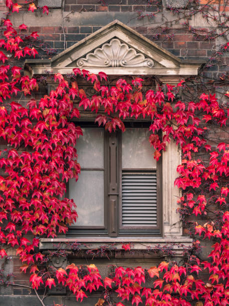 istock Window covered with colorful ivy 1330114139