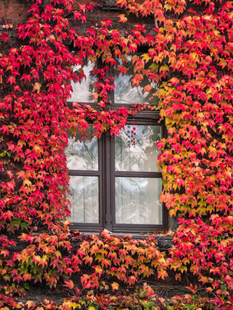 istock Window covered with colorful ivy 1330114179