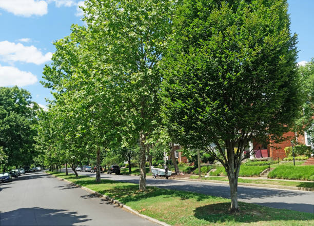 istock Tree lined neighborhood street 1330115270