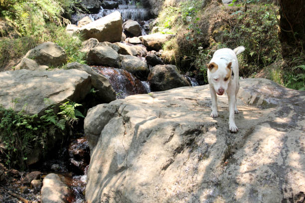 crossing rivers and waterfalls in the middle of nature