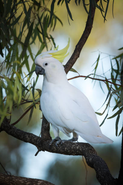 istock Wild Sulphur Crested Cockatoo 1330116053