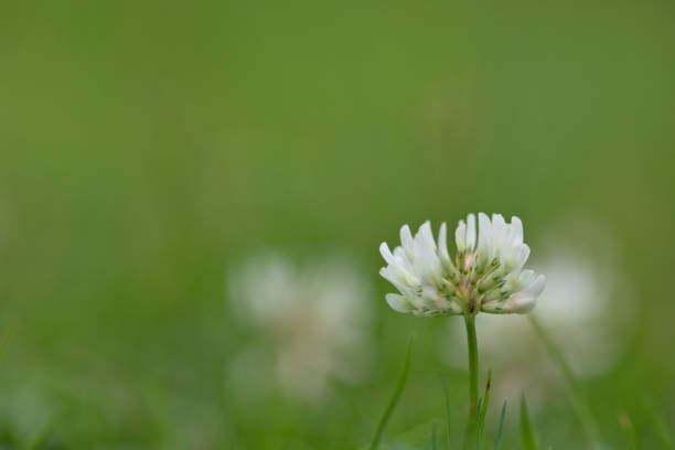 White clover flower in a lawn in summer, United kingdom