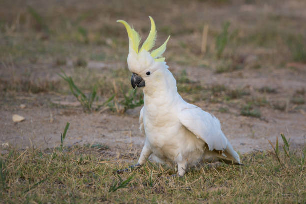 istock Foraging Sulphur Crested Cockatoo On Ground 1330117469