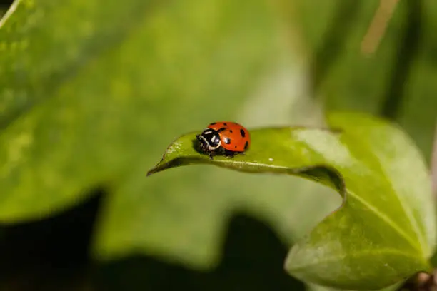 Photo of Spotted Convergent lady beetle also called the ladybug