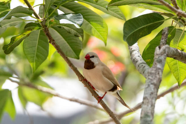 Long tailed finch bird Poephila acuticauda Long tailed finch bird Poephila acuticauda perches in a tree in Australia. poephila acuticauda bird finch stock pictures, royalty-free photos & images