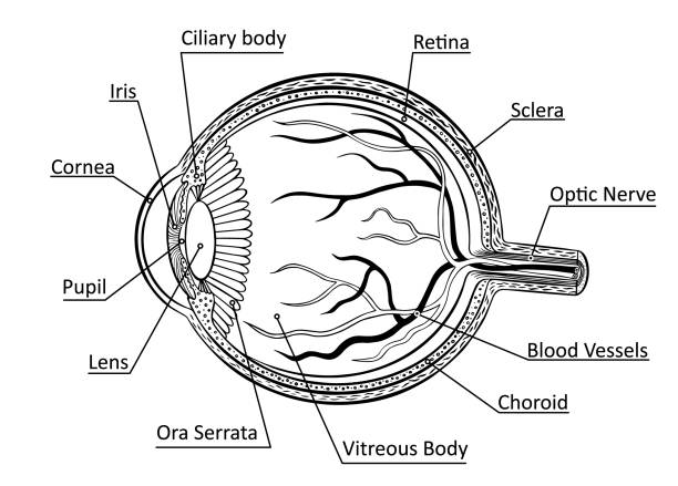 illustrations, cliparts, dessins animés et icônes de diagramme d’anatomie des yeux - choroid