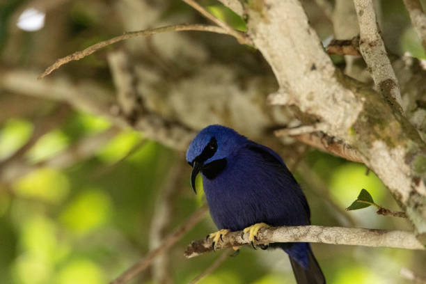 istock Yellow legged honeycreeper Cyanerpes caeruleus 1330122684