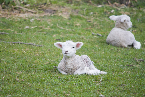 A lamb sits apparently smiling, among other lambs in a meadow. Taken in Hampshire, England.