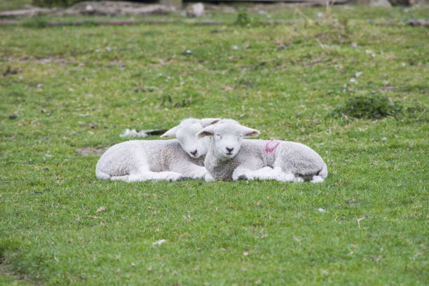 istock Baby Lambs Nap Together 1330122793