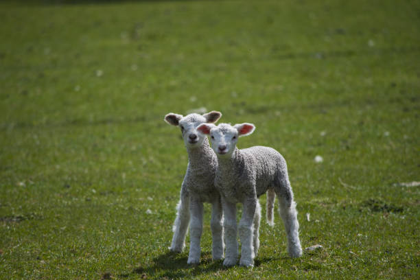 istock Baby Lambs Play Together 1330122812