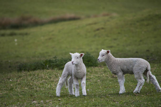 istock Baby Lambs Play Together 1330122838