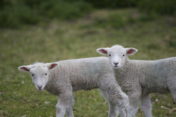 istock Baby Lambs Play Together 1330122847