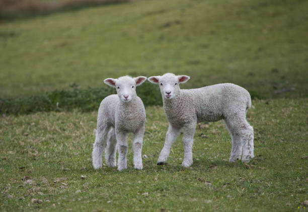 istock Baby Lambs Play Together 1330122910