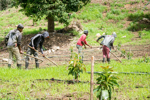 July 22, 2021 Naranjal Arriba, Dominican Republic. Young Haitian men plowing the fields with hoe, with small young avocado plants.
