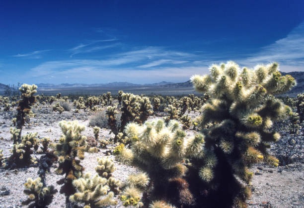 istock Joshua Tree NP - Cholla Cactus Garden Landscape - 1987 1330123800