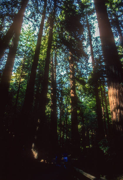 muir woods national monument - ścieżka wśród sekwoja - 1995 - 1995 zdjęcia i obrazy z banku zdjęć