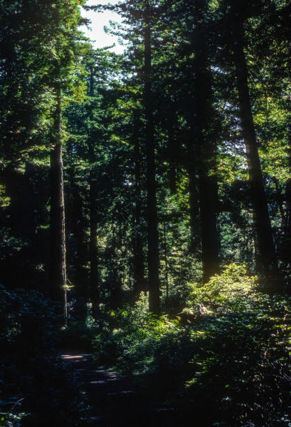 Redwood National Park  Forest - 1983. Scanned from Kodachrome 64 slide.
