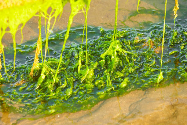 Close-up of bright green algae background. Green algae from Irish Sea. Closeup background textureClose-up of bright green algae background. Green algae from Irish Sea. Closeup background texture