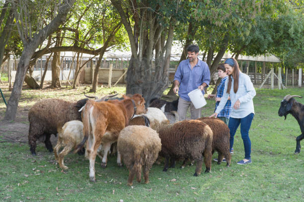istock Father, mother and son feeding herd at agroecological farm backyard 1330126904
