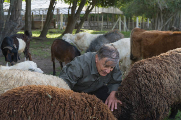 istock Senior farmer caring herd at agroecological farm backyard 1330127565