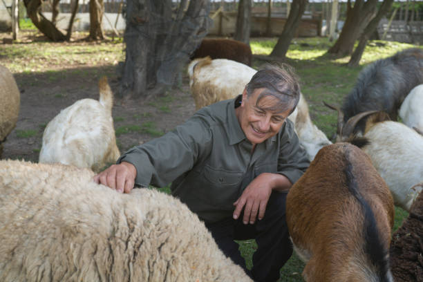 istock Senior farmer caring herd at agroecological farm backyard 1330127566