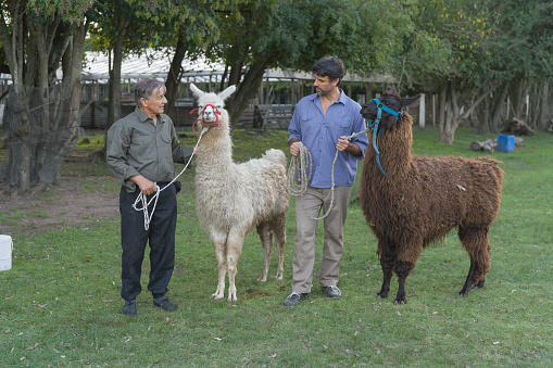 A senior and a mid adult son farmers are posing with llamas at agroecological farm.