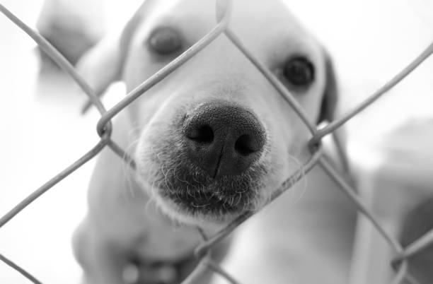 istock Dog Shelter Adopt Black White 1330128954