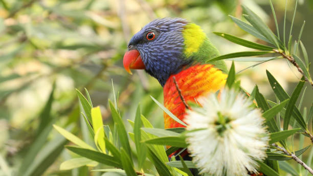 istock An Australian Rainbow Lorikeet Parrot enjoying fresh nectar from bottlebrush or callistemon flowers 1330129139