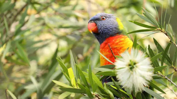 Photo of An Australian Rainbow Lorikeet Parrot enjoying fresh nectar from bottlebrush or callistemon flowers