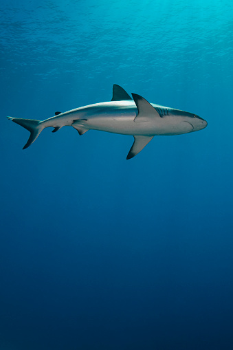 View of the grey reef shark (Carcharhinus amblyrhynchos) at the Blue Corner in Palau - Micronesia