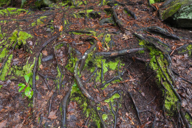 istock Nature on the Big Creek Trail 1330132561