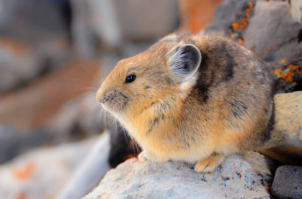istock American Pikas are small mountain dwelling mammals 1330133472