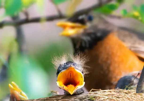 Photo of Baby American Robin in nest with mom watching