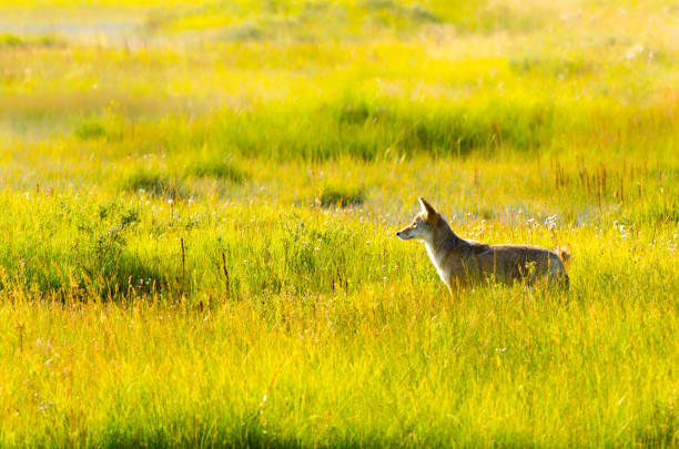 istock Coyote in the grasslands at sunset in Yellowstone 1330133521