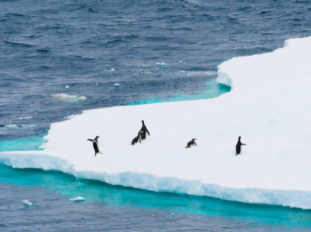 istock Gentoo Penguins jumping from water on to the iceberg 1330134042