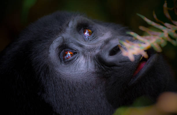 gorille des montagnes dans la forêt impénétrable de bwindi en ouganda - gorilla safari animals wildlife photography photos et images de collection